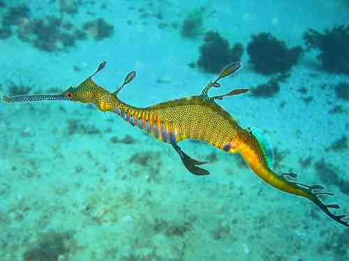 How to train a Seahorse